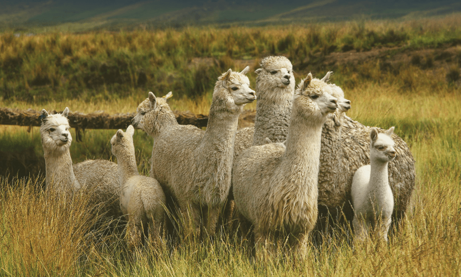 Peruvian Alpaca